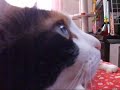 自分の声に驚く猫 - Cat found meow voice.