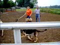 Chloe German Shepherd Herding Sheep