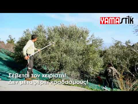how to harvest olive leaves