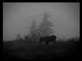 Yoriyos - Wounded Knee