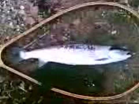 See video