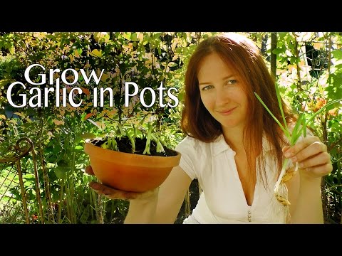 how to harvest garlic chives