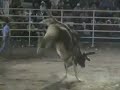 los destructores en tecoman colima vs jinetes d colima y morelos los destructores en tecoman colima vs jinetes d colima y morelos