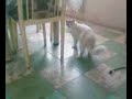 he visto un lindo gatito