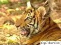 Affe ärgert Tiger