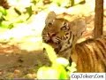 Der Affe ist mutig und ärgert zwei Tiger