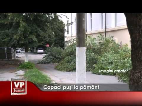 Copaci puşi la pământ