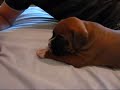Big Boxer Puppy