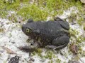 Eastern Spadefoot