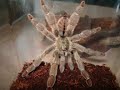 @Psalmopoeus cambridgei@ @Psalmopoeus cambridgei@