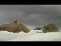 SCUBA Diving Antarctica