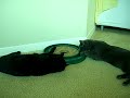 Maya e Boomer - playing together...on catnip Maya e Boomer - playing together...on catnip
