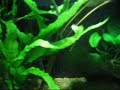 Fresh Water Planted Aquarium IV