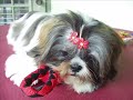 5 month old Rikku (Shih Tzu) before her 1st trim Part 2 of 2 5 month old Rikku (Shih Tzu) before her 1st trim Part 2 of 2