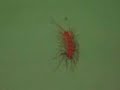 Re: Crazy, Giant New England House Centipede