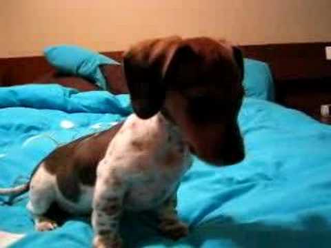 The lizards are four-legged reptiles, usually of small size, living on the ground or in the trees, out very rarely voluntarily entering water. The so-called water lizards are not lizards at all, but belong to the salamanders and ar