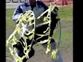 psa protection sports association trial video dobermann