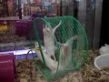 Mice at Petco