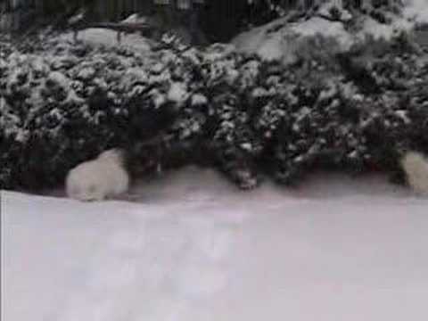 Nuuk and Tako in snow