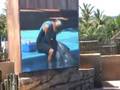 Gambit the oldest and cutest dolphin.wmv