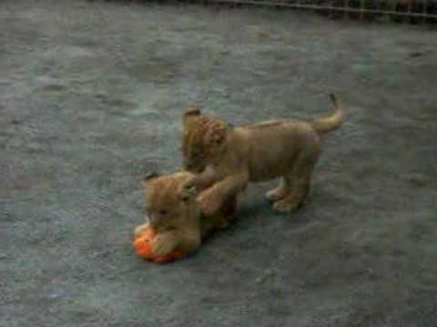 LION CUB#