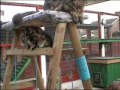 MAINE COON, Baby Rooo