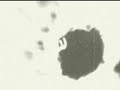 Bronsky Beat - Ain\