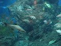 Siam Ocean World
