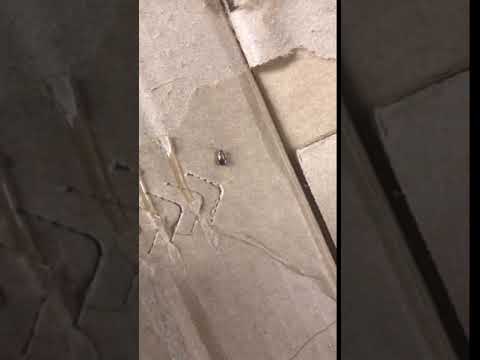 Popeyes Louisiana Kitchen - I’m reporting about seeing roaches in boxes of chicken.