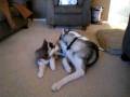 Husky Attack