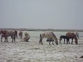 Mongolian horses cooling off in the dust Mongolian horses cooling off in the dust
