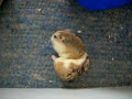 So entstehen also die süßen kleinen Hamster.