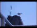Wandering down Venice (on qoob.tv)