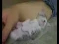 Cat Sleep