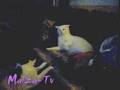 Jasper & Lilly zoffen sich short cat fight