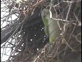 Monk Parakeets at nest in New York