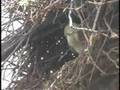 Monk Parakeets at nest in New York