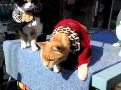 ねこの駅長さん～和歌山電鉄貴志駅