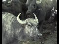 Waterbuffalos in Kakheti (Republic of Georgia) Waterbuffalos in Kakheti (Republic of Georgia)