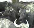 Waterbuffalos in Kakheti (Republic of Georgia)