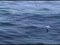 Albatross in the Drake Channel