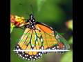 Temas para grabar - Cancion 13: MARIPOSA DE MICHOACAN
