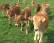 Vegan Digital Story