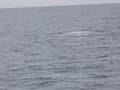 Risso Dolphin time!!