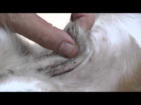 how to dissolve bladder stones in dogs