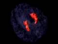 Hippocampus; 3-D Brain animation