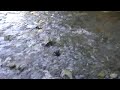 pinklachse ziehen einen kleinen bach zum laichen hinauf.