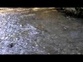 pinklachse ziehen einen kleinen bach zum laichen hinauf.