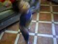 alejandrito dancing ruben blades
