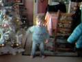 videos de ma puce